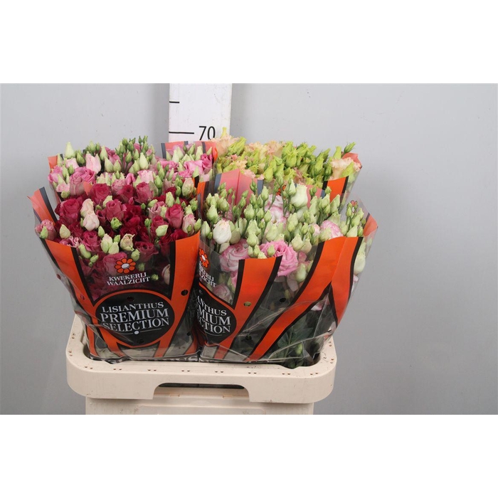 <h4>Eus G Gemengd</h4>