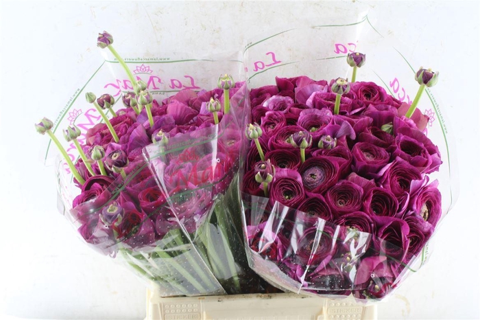 <h4>Ran Kloon Prima Renoir</h4>