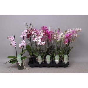 PHAL MF GEM 8 KL