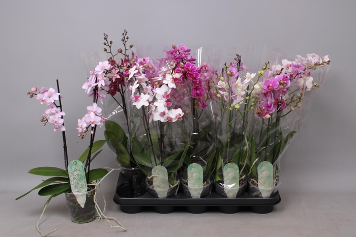 <h4>PHAL MF GEM 8 KL</h4>
