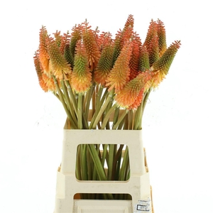 KNIP ALCAZAR