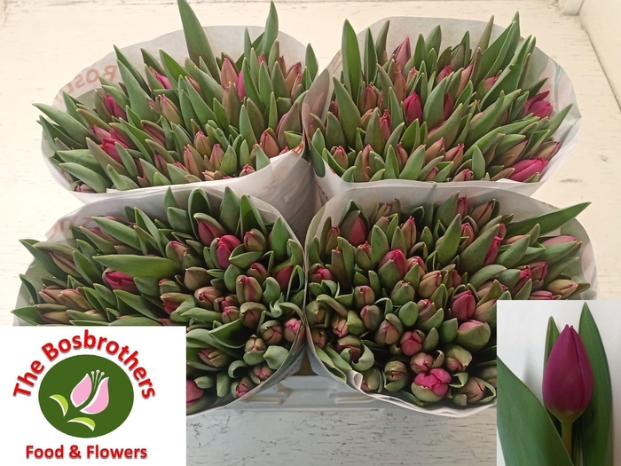 <h4>TU EN PINK ARDOUR</h4>