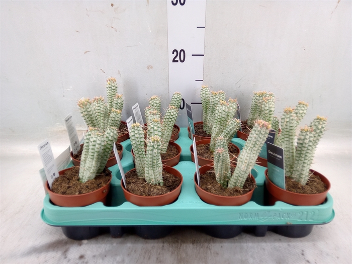 <h4>Euphorbia mammillaris</h4>