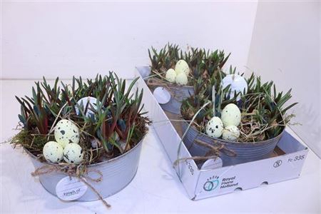 <h4>ARR MUSCARI</h4>