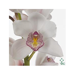 Cymb Tak Noorderlich