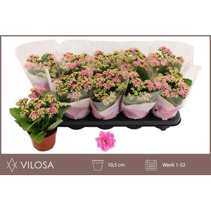 KALAN CALAN NANDO PINK