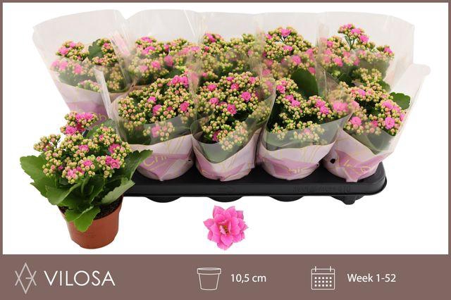 <h4>!! PROMO !! KALAN CALAN NANDO PINK</h4>