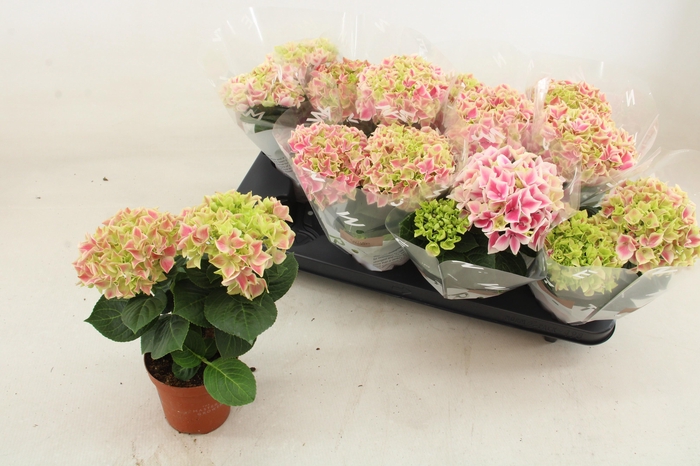 <h4>HYDR M SAX CANDY HEA</h4>