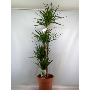 Dracaena marg.