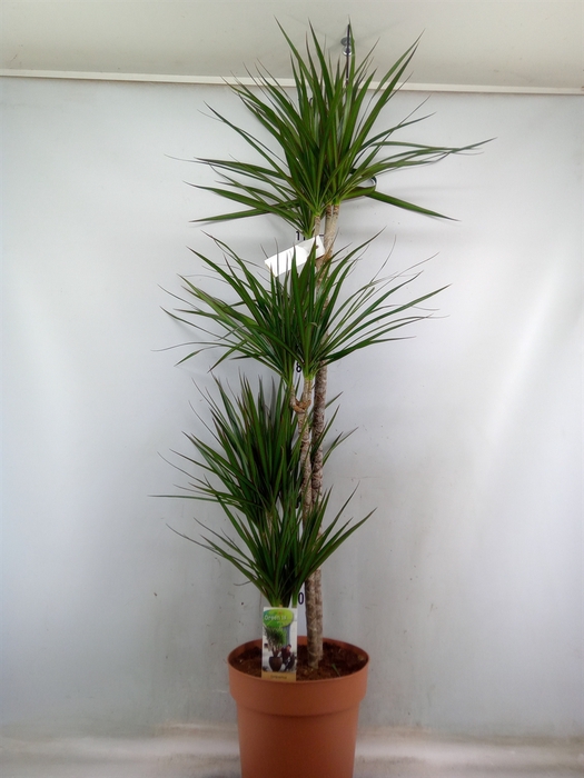 <h4>Dracaena marg.</h4>