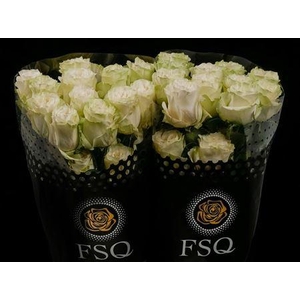 Rosa ec moonstone