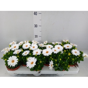 Osteospermum  'Dalina Clarissa'