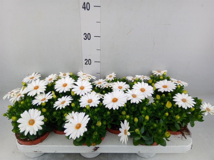 <h4>Osteospermum 'Dalina Clarissa'</h4>