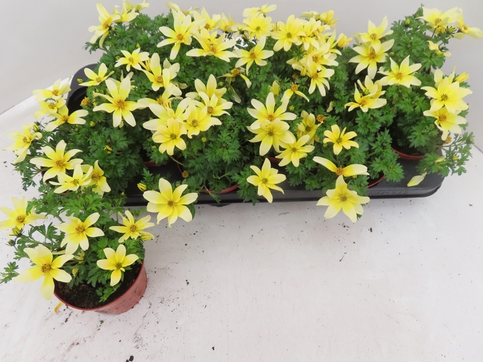 <h4>BID YELLOW CHARM</h4>