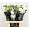Lisianthus Du Rosita White