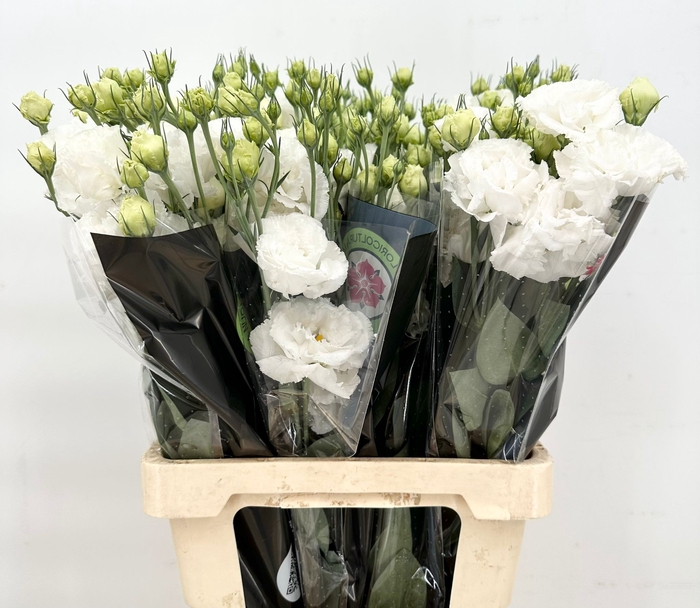 <h4>Lisianthus Du Rosita White</h4>