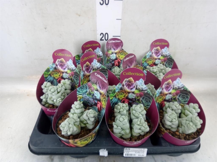 <h4>Crassula   ...</h4>