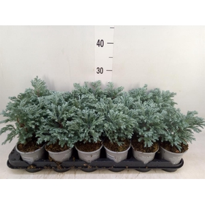 Chamaecyparis pis. 'Sky Blue'