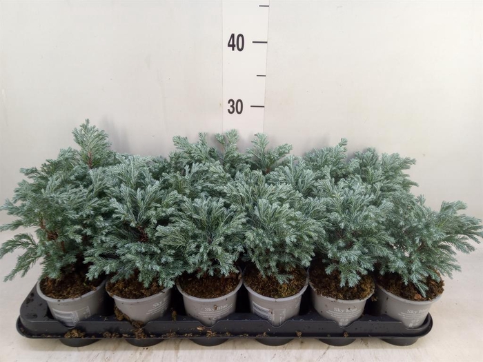 <h4>Chamaecyparis pis. 'Sky Blue'</h4>