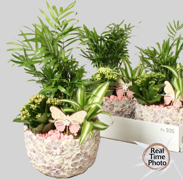 <h4>ARR KAMERPLANTEN H%</h4>