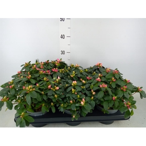 Rhododendron sim. 'Hellmut V' .mix