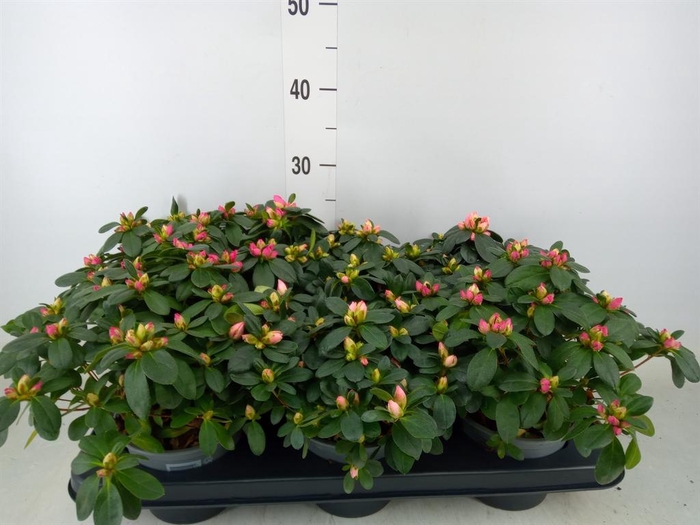 <h4>Rhododendron sim. 'Hellmut V' .mix</h4>