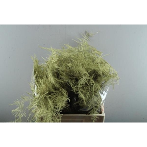 Asp Middel Getopt Goud*