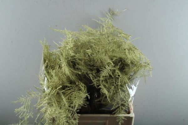 <h4>Asp Middel Getopt Goud*</h4>