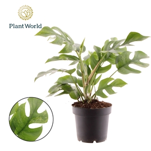 Rhaphidophora Tetrasperma Marmer