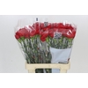 Dianthus St Gennaro