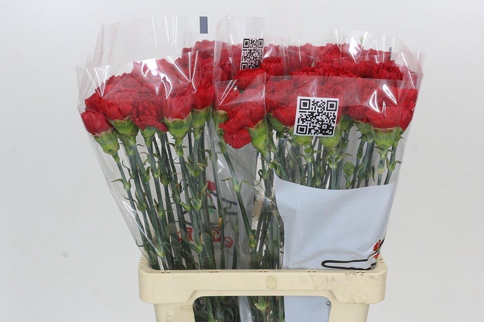 <h4>Dianthus St Gennaro</h4>