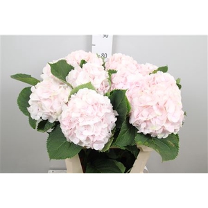 Hydr M Sw Verena
