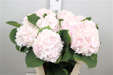 <h4>Hydr M Sw Verena</h4>