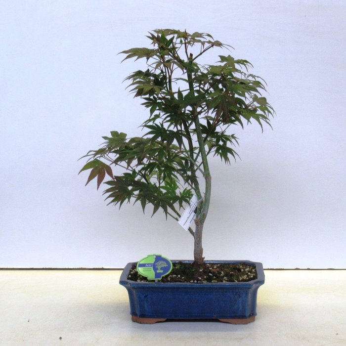 <h4>acer palmatum atropurpureum</h4>