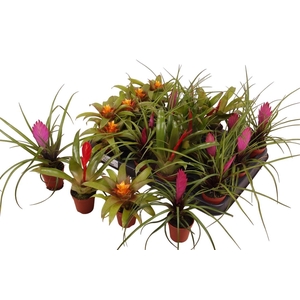 BROMELIA GEM