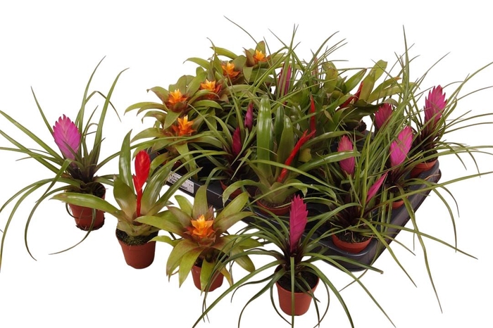 <h4>BROMELIA GEM</h4>