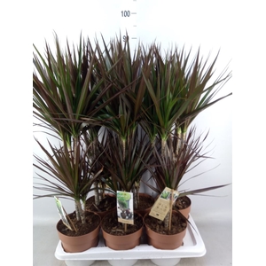 Dracaena marg. 'Magenta'