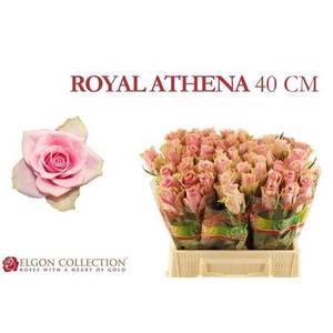 Rosa a grande fleur Athena Royale