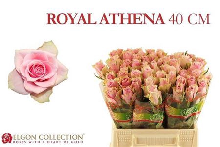 <h4>Rosa a grande fleur Athena Royale</h4>