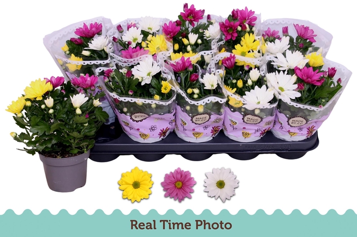 <h4>CHRYS GEM IN POT</h4>