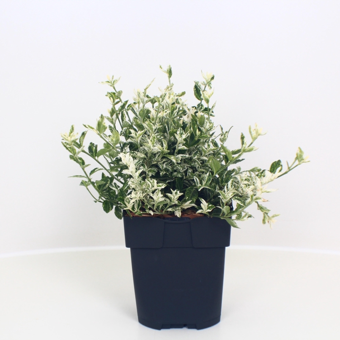<h4>Euonymus fortunei 'Harlequin' P17</h4>