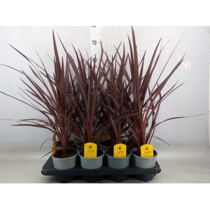 Cordyline austr. 'Red Star'