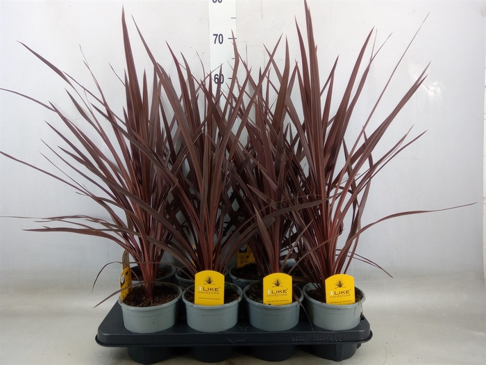 <h4>Cordyline austr. 'Red Star'</h4>