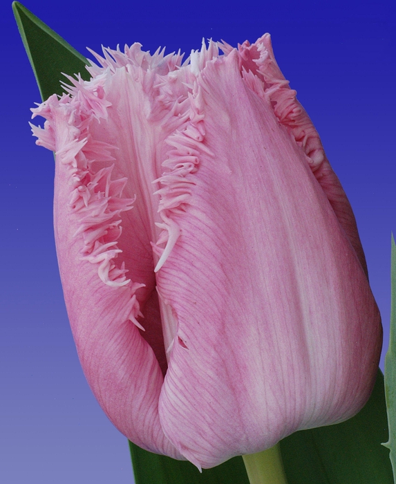 <h4>Tu Fr Resolute</h4>