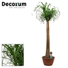 Beaucarnea recht 35 cm XL (Decorum)