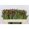 Protea Robijn