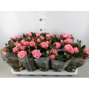 Rosa  'Adele Kordana Grande'