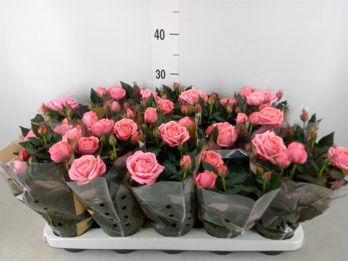 <h4>Rosa  'Adele Kordana Grande'</h4>