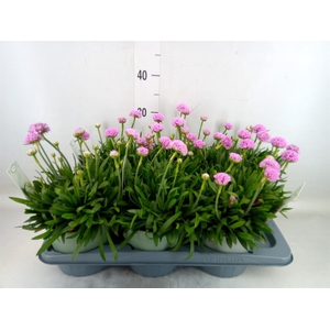 Armeria pseud. 'Dreameria Sweet Dr'