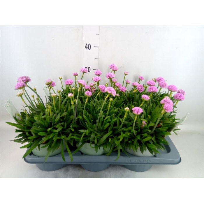 <h4>Armeria pseud. 'Dreameria Sweet Dr'</h4>
